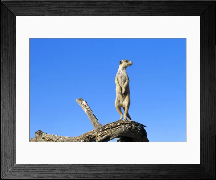 Framed Print : Suricate / Meerkat - guard on look-out - Kalahari - Southern Africa Framed Print : Suricate / Meerkat - guard on look-out - Kalahari - Southern Africa