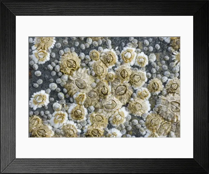 Framed Print : Acorn Barnacles exposed at low tide - Brough Head - Orkney Mainland IN000913 Framed Print : Acorn Barnacles exposed at low tide - Brough Head - Orkney Mainland IN000913