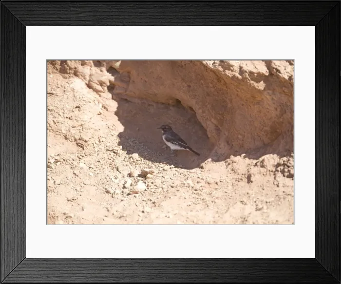 Framed Print : Hooded Robin - sheltering from the heat in a road cutting 40km south of Alice Springs on the Santa Teresa Road, Northern Territory, Australia
