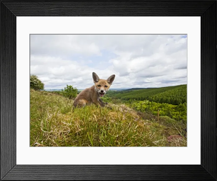 Framed Print : Red Fox - cub on Welsh hillside - wide angle - controlled conditions 12899 Framed Print : Red Fox - cub on Welsh hillside - wide angle - controlled conditions 12899