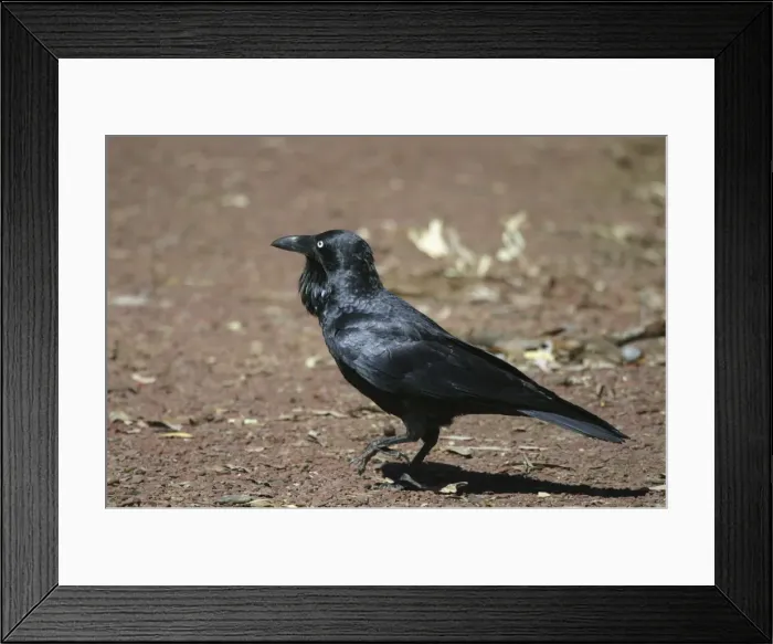 Framed Print : Australian Raven - Wilpena Pound, Flinders Ranges, South Australia Framed Print : Australian Raven - Wilpena Pound, Flinders Ranges, South Australia