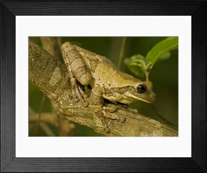 Framed Print : Mexican Masked Treefrog - Costa Rica Framed Print : Mexican Masked Treefrog - Costa Rica