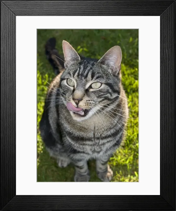 Framed Print : Domestic Cat - licking lips Framed Print : Domestic Cat - licking lips