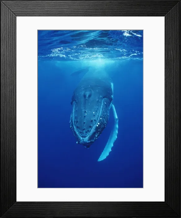 Framed Print : Humpback Whale FG 12433 Swimming underwater - Tonga, South Pacific Megaptera novaeangliae © Francois Gohier  /  ardea. com
