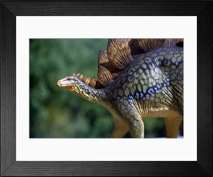 Framed Print : Prehistoric Reconstruction - Stegosauraus Stenops, Jurassic Framed Print : Prehistoric Reconstruction - Stegosauraus Stenops, Jurassic