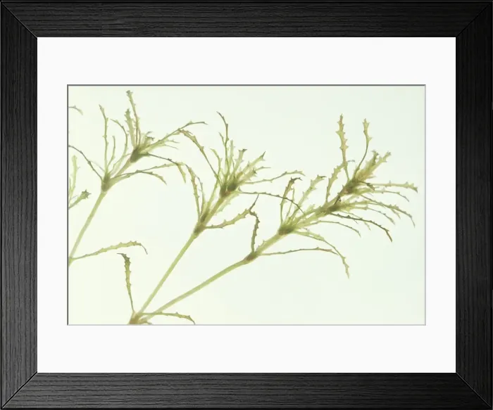 Framed Print : Holly Naiad Framed Print : Holly Naiad