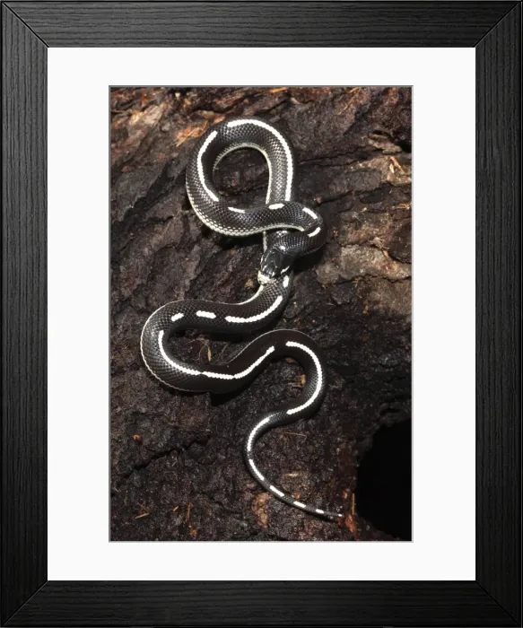 Framed Print : California Kingsnake (aberrant phase) - controlled conditions - USA