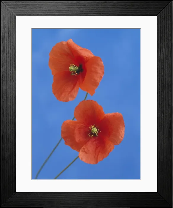 Framed Print : Corn / Field Poppy Framed Print : Corn / Field Poppy
