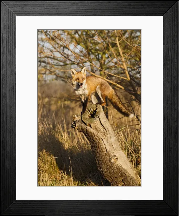 Framed Print : Red Fox -exploring log in afternoon sun - controlled conditions 15046 Framed Print : Red Fox -exploring log in afternoon sun - controlled conditions 15046