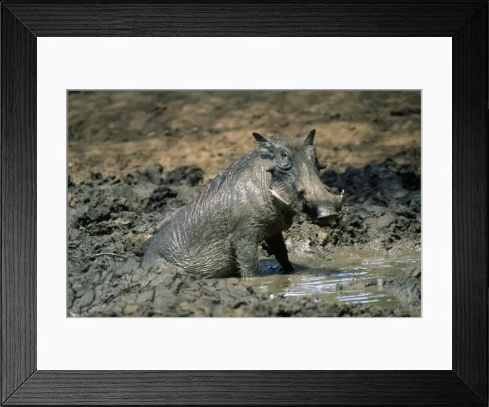 Framed Print : Warthog - male - in mud Framed Print : Warthog - male - in mud