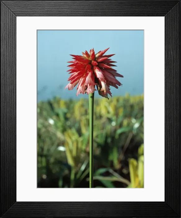 Framed Print : Cerro Autana, Kunhardtia rhodantha (Rapataceae), Amazonas territory, Venezuela, South America Framed Print : Cerro Autana, Kunhardtia rhodantha (Rapataceae), Amazonas territory, Venezuela, South America