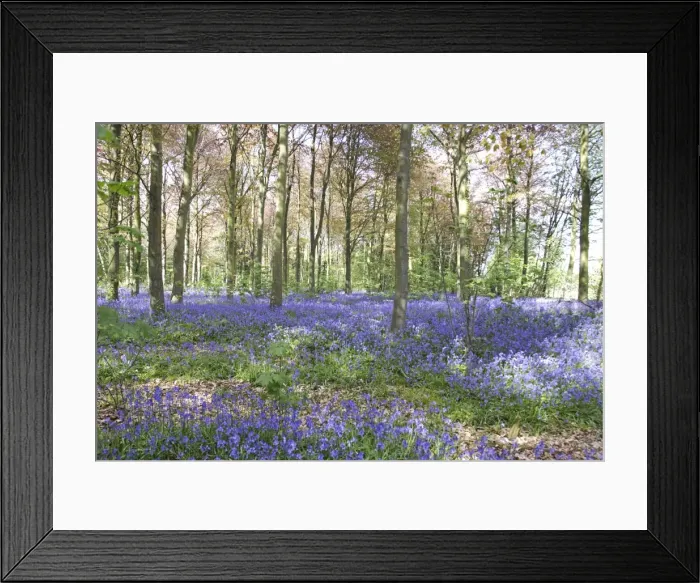 Framed Print : Bluebell woodland - Bedfordshire - UK 007363 Framed Print : Bluebell woodland - Bedfordshire - UK 007363