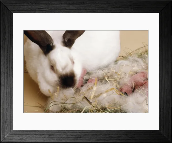 Framed Print : Chocolate Californian Rabbit - with babies