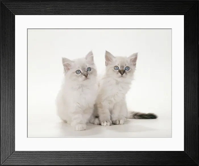 Framed Print : Birman Cat - Kittens Framed Print : Birman Cat - Kittens