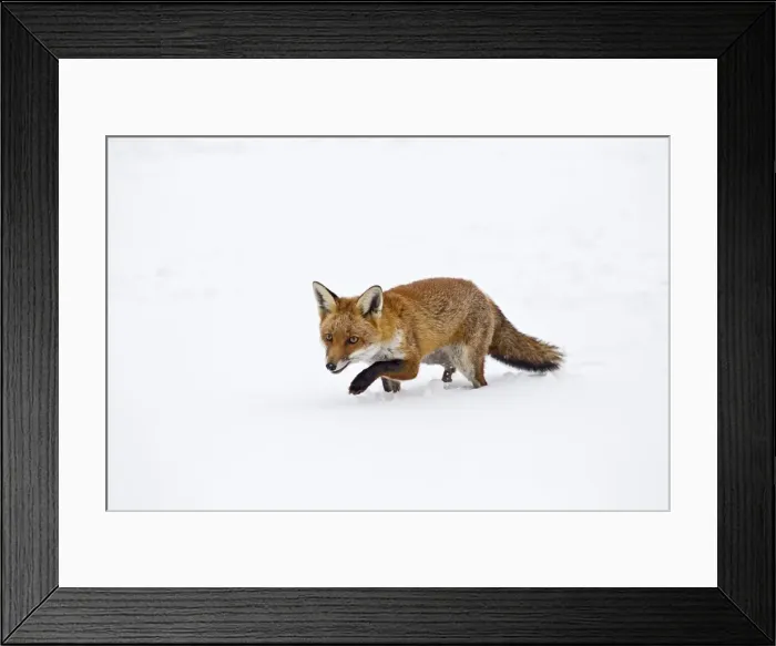 Framed Print : Red Fox - stalking in snow - controlled conditions 15437 Framed Print : Red Fox - stalking in snow - controlled conditions 15437