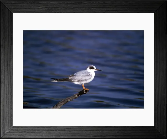 Framed Print : Forster's Tern Framed Print : Forster's Tern