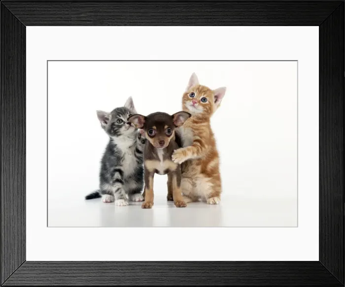Framed Print : DOG - Chihuahua puppy standing inbetween two kittens Framed Print : DOG - Chihuahua puppy standing inbetween two kittens