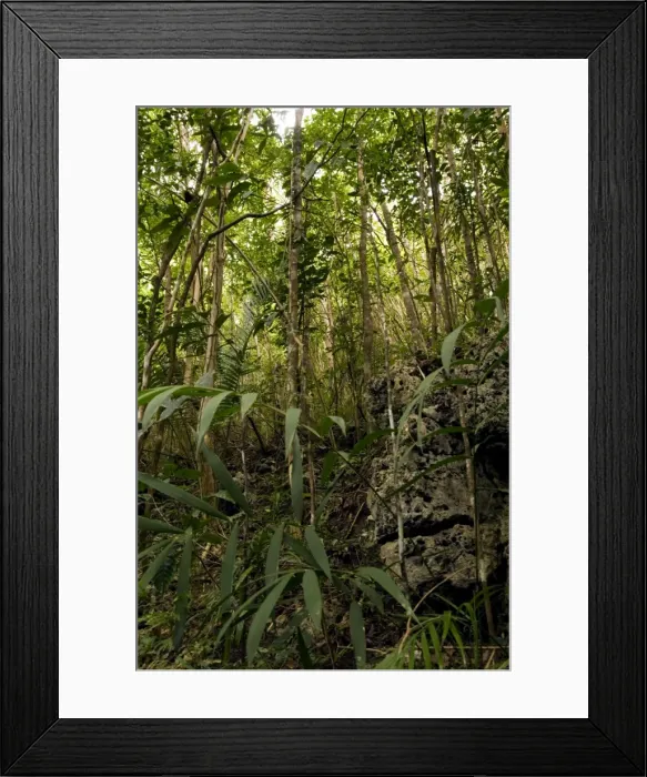Framed Print : Philippine Tarsier typical habitat - dense secondary tropical rainforest near PTFI (Philippine Tarsier Foundation Incorporated) Tarsier Research and Development Centre in Corella, Bohol, Philippines; typical. February Ph41. 0426 Framed Print : Philippine Tarsier typical habitat - dense secondary tropical rainforest near PTFI (Philippine Tarsier Foundation Incorporated) Tarsier Research and Development Centre in Corella, Bohol, Philippines; typical. February Ph41. 0426