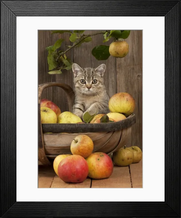 Framed Print : CAT. British shorthair X kitten laying on basket of apples Framed Print : CAT. British shorthair X kitten laying on basket of apples