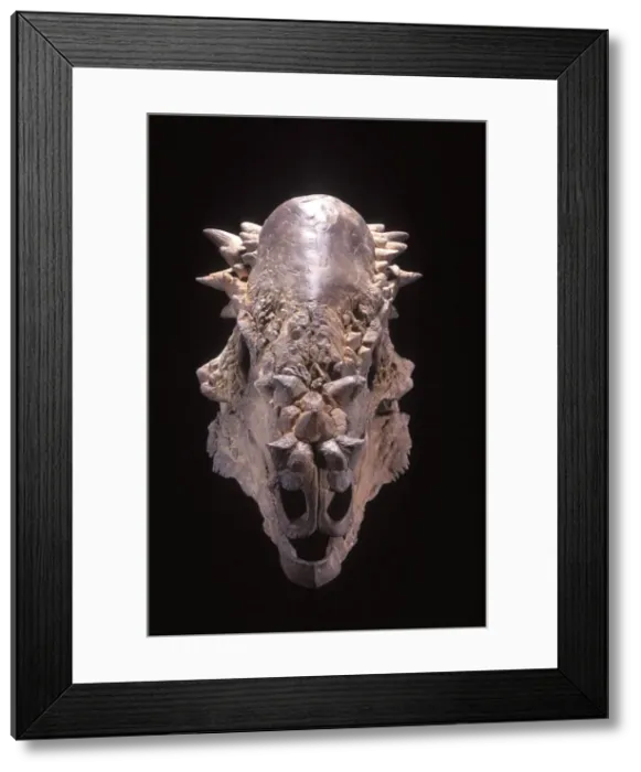 Framed Print : Dinosaurs: Pachycephalosaurus skull Family: Pachycephalosauridae Two-legged plant-eater 15 feet long Late Cretaceous of Alberta (Canada) and Wyoming (USA) Framed Print : Dinosaurs: Pachycephalosaurus skull Family: Pachycephalosauridae Two-legged plant-eater 15 feet long Late Cretaceous of Alberta (Canada) and Wyoming (USA)