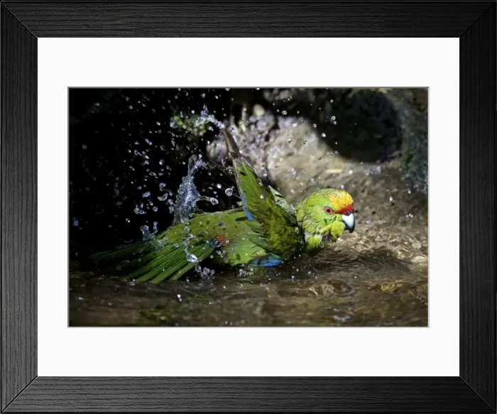Framed Print : Yellow-crowned Parakeet - bathing on Motuara Island - Queen Charlotte Sound - South Island - New Zealand Framed Print : Yellow-crowned Parakeet - bathing on Motuara Island - Queen Charlotte Sound - South Island - New Zealand