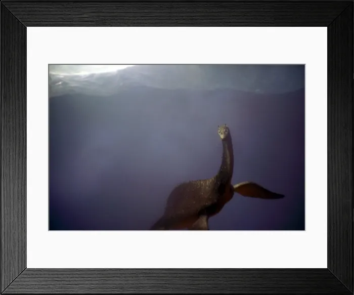 Framed Print : Prehistoric Reconstruction - Swimming Plesiosaur C. Oxoniensis Late Jurassic