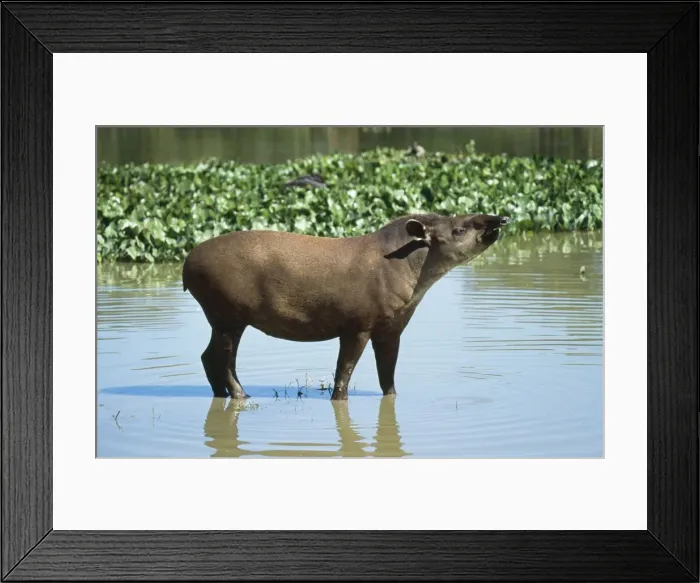 Framed Print : Brazilian Tapir South America Framed Print : Brazilian Tapir South America