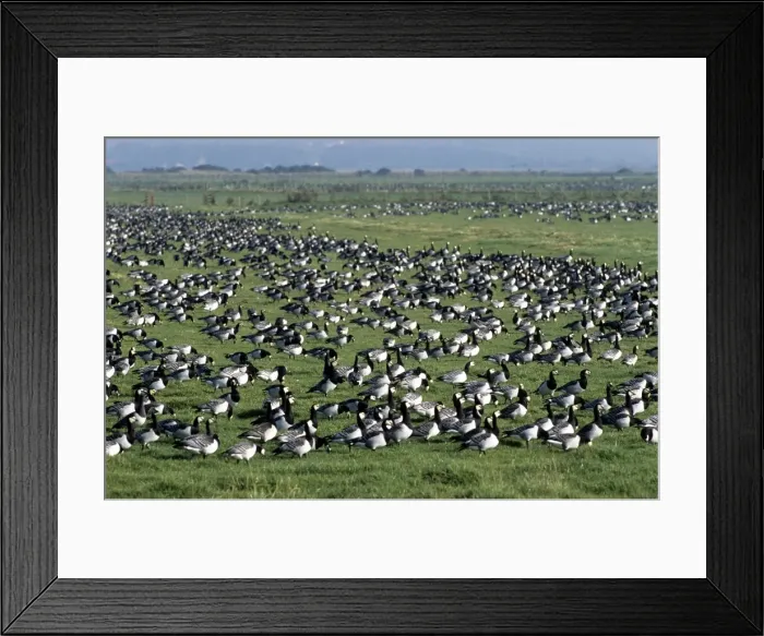 Framed Print : Barnacle Goose Framed Print : Barnacle Goose