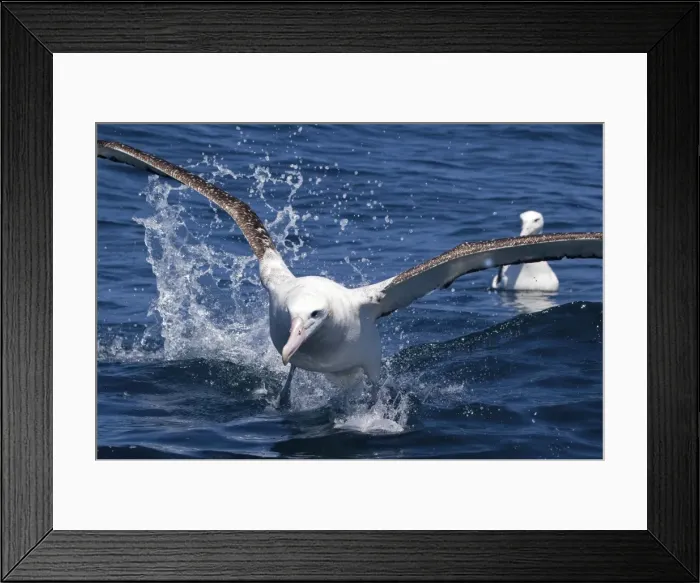 Framed Print : Gibson's Albatross - in flight - offshore from Kaikoura, South Island, New Zealand. Some authorities consider Gibson's Albatross to be a subspecies of the Wandering Albatross so Diomedea exulans gibsoni Framed Print : Gibson's Albatross - in flight - offshore from Kaikoura, South Island, New Zealand. Some authorities consider Gibson's Albatross to be a subspecies of the Wandering Albatross so Diomedea exulans gibsoni