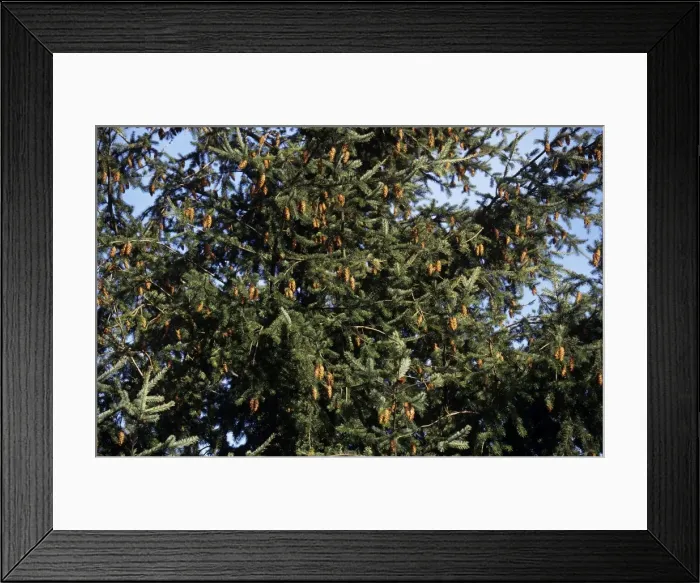 Framed Print : Douglas Fir Framed Print : Douglas Fir
