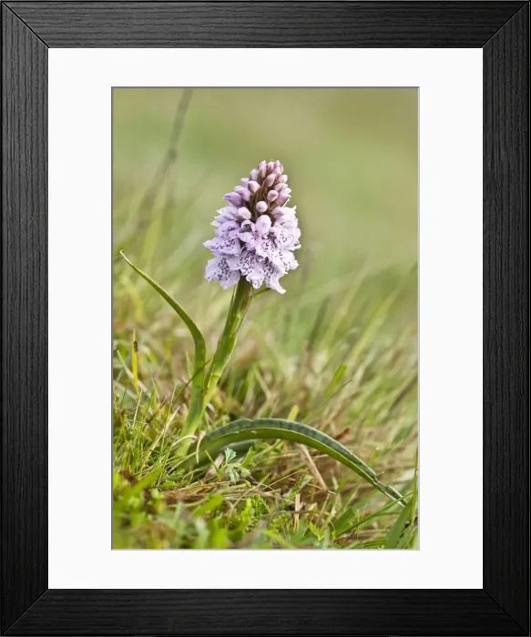 Framed Print : Heath Spotted Orchid - Berneray - Outer Hebrides - Scotland Framed Print : Heath Spotted Orchid - Berneray - Outer Hebrides - Scotland
