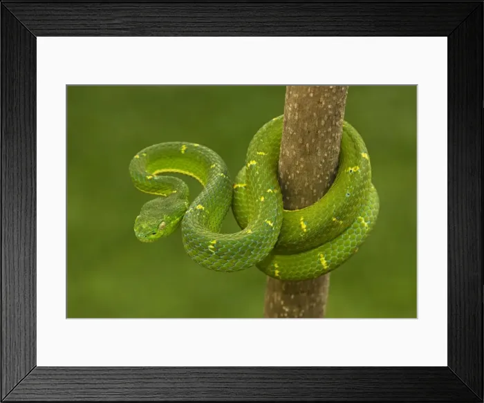 Framed Print : Side-striped Palm-pitviper - Arboreal - Venomous - Captive - Costa Rica Framed Print : Side-striped Palm-pitviper - Arboreal - Venomous - Captive - Costa Rica