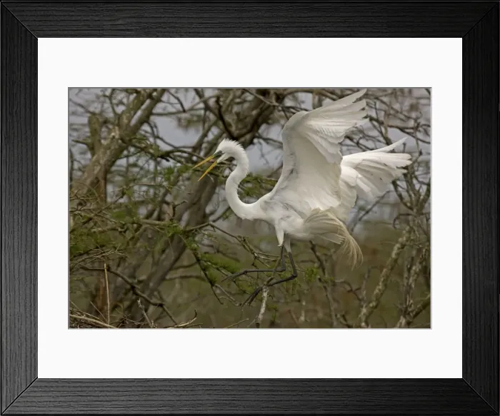 Framed Print : Great / Common / American Egret - in flight - taking off from tree - Louisiana - USA Framed Print : Great / Common / American Egret - in flight - taking off from tree - Louisiana - USA