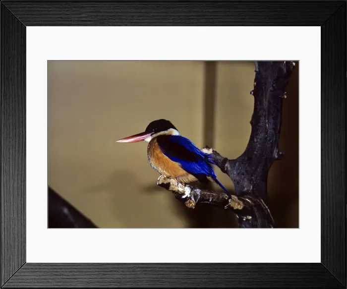 Framed Print : Black-capped Kingfisher Framed Print : Black-capped Kingfisher