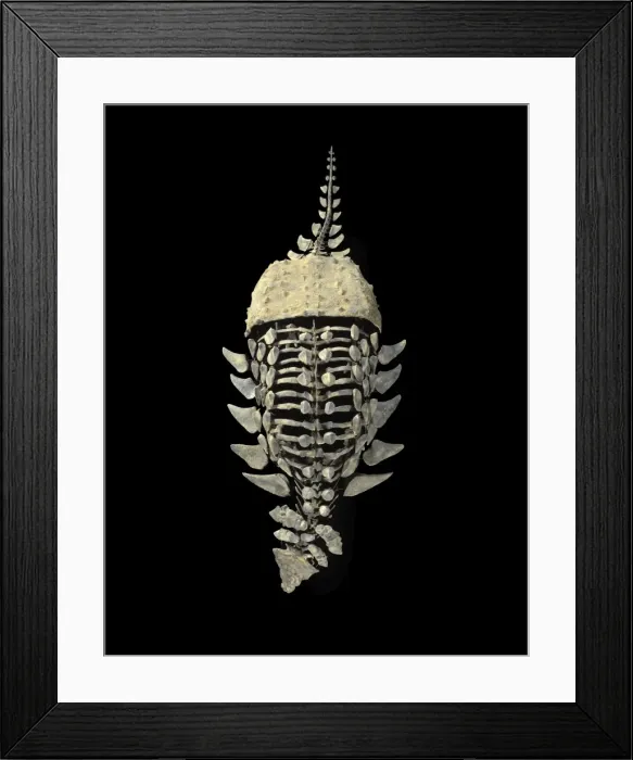 Framed Print : Dinosaurs: Ankylosaurs (Armored dinosaurs) Ankylosaur from the Morrison Formation, Late Jurassic Size skeleton: length 11. 6 ft, H: 32 inches Mount from material excavated at the Mygatt-Moore Quarry, Western Colorado Framed Print : Dinosaurs: Ankylosaurs (Armored dinosaurs) Ankylosaur from the Morrison Formation, Late Jurassic Size skeleton: length 11. 6 ft, H: 32 inches Mount from material excavated at the Mygatt-Moore Quarry, Western Colorado