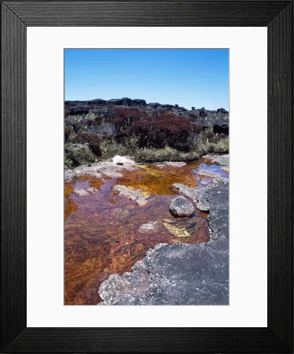 Framed Print : Mount Roraima summit: blackwater river and Bonnetia roraimae, Brazilian sector, Roraima State, Brazil, South America Framed Print : Mount Roraima summit: blackwater river and Bonnetia roraimae, Brazilian sector, Roraima State, Brazil, South America