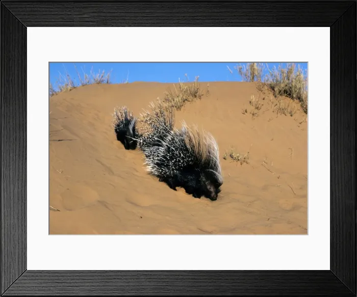 Framed Print : Cape Porcupine Framed Print : Cape Porcupine