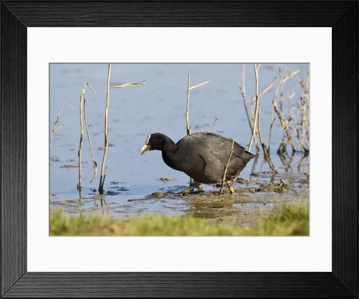 Framed Print : Coot - feeding at waters edge - Cley - Norfolk - UK 12340 Framed Print : Coot - feeding at waters edge - Cley - Norfolk - UK 12340
