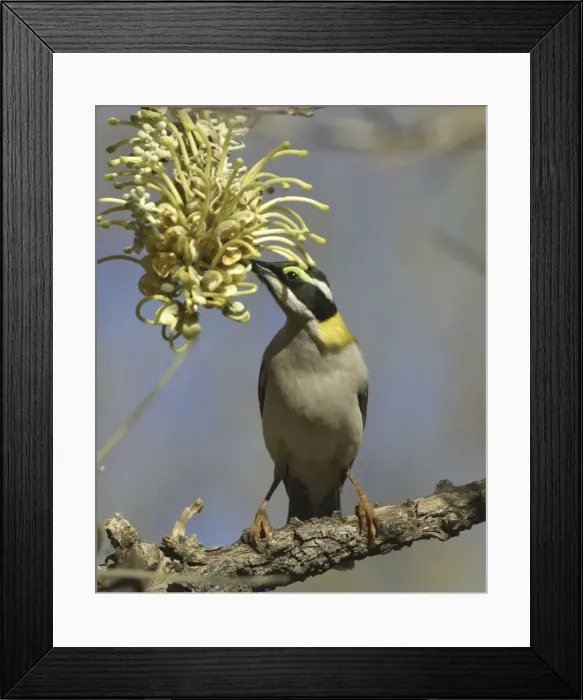 Framed Print : Black-chinned Honeyeater - feeding on Long-leaved Corkwood Hakea suberea. Ormiston Gorge, West MacDonnell National Park, Nthn Territory, Australia Framed Print : Black-chinned Honeyeater - feeding on Long-leaved Corkwood Hakea suberea. Ormiston Gorge, West MacDonnell National Park, Nthn Territory, Australia