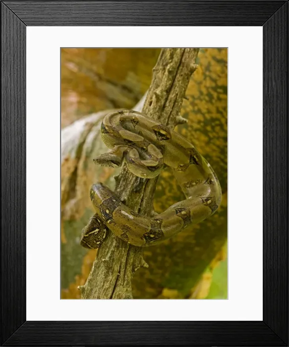 Framed Print : Boa Constrictor - in tree - Costa Rica Framed Print : Boa Constrictor - in tree - Costa Rica
