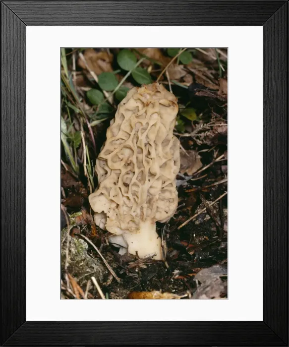 Framed Print : Morel Fungi - Edible Framed Print : Morel Fungi - Edible