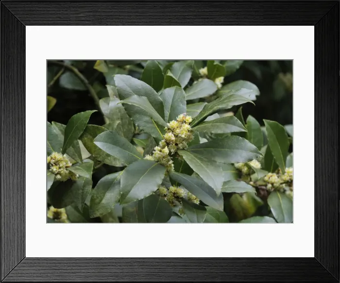 Framed Print : Bay tree blossom Framed Print : Bay tree blossom