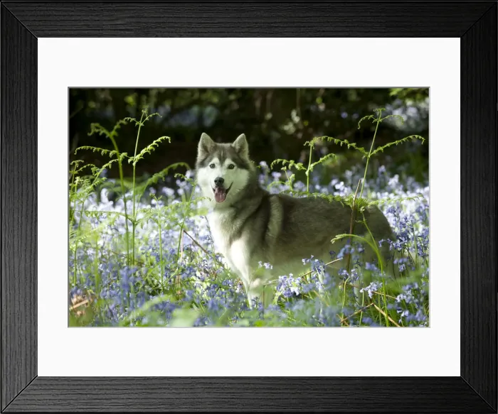 Framed Print : DOG - Siberian husky standing in bluebells Framed Print : DOG - Siberian husky standing in bluebells