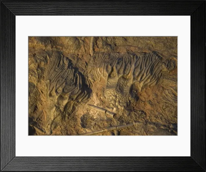 Framed Print : Fossil - Crinoids. Silurian. Devonian Morocco E50T4206 Framed Print : Fossil - Crinoids. Silurian. Devonian Morocco E50T4206