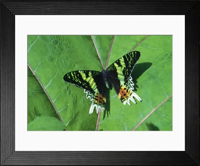 Framed Print : Day Flying Moth - Family: Noctuidae - Madagascar Framed Print : Day Flying Moth - Family: Noctuidae - Madagascar