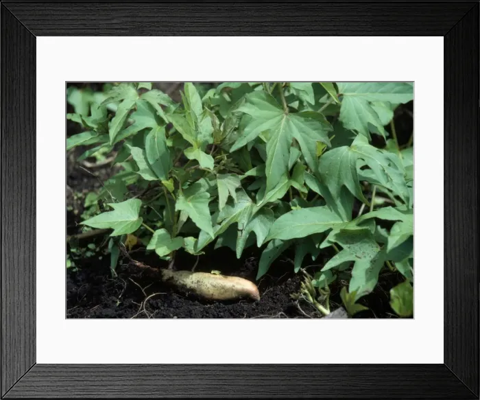 Framed Print : Yam / Sweet Potato - with exposed tuber Framed Print : Yam / Sweet Potato - with exposed tuber
