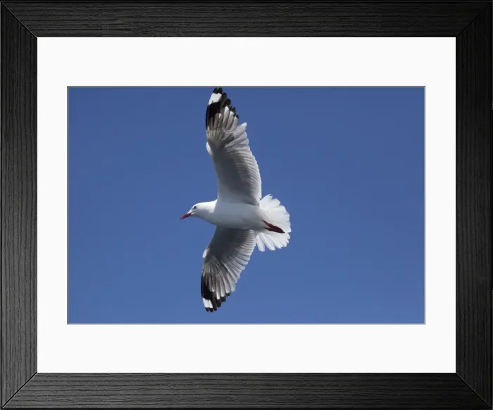 Framed Print : Red-billed / Mackerel Gull - in flight - offshore from Kaikoura - South Island - New Zealand Framed Print : Red-billed / Mackerel Gull - in flight - offshore from Kaikoura - South Island - New Zealand