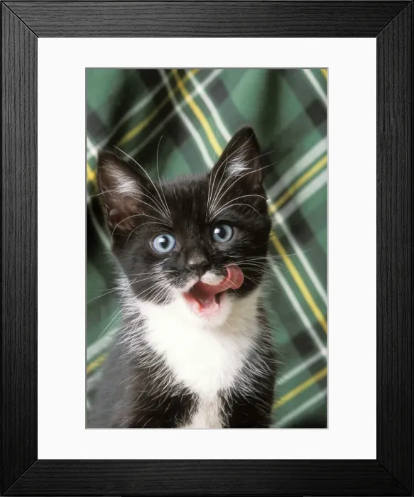 Framed Print : Cat JD 15708 Black & White Kitten licking its chops © John Daniels / ardea. com Framed Print : Cat JD 15708 Black & White Kitten licking its chops © John Daniels / ardea. com