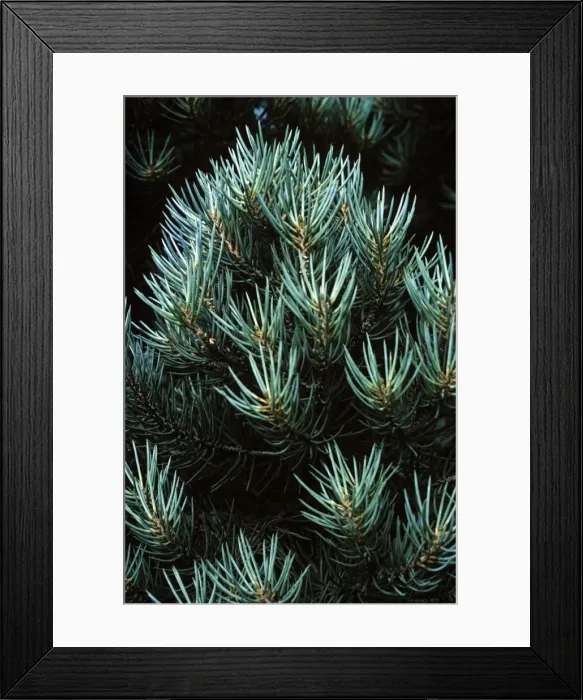 Framed Print : Pine. APP-942. PINE - close-up. Pinus cembroides monophylla. Allen Paterson. Framed Print : Pine. APP-942. PINE - close-up. Pinus cembroides monophylla. Allen Paterson.