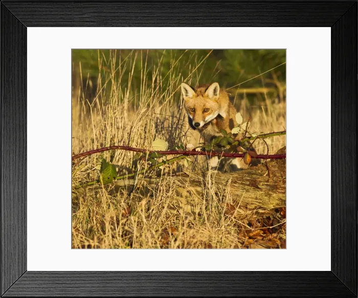 Framed Print : Red Fox - jumping over log in afternoon sun - controlled conditions 15228 Framed Print : Red Fox - jumping over log in afternoon sun - controlled conditions 15228
